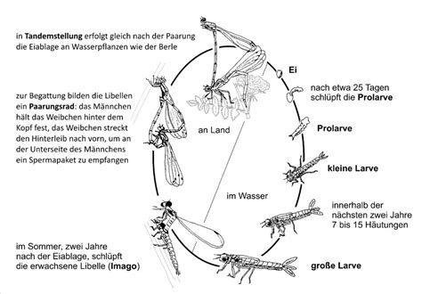 Biologie Azurjungfer