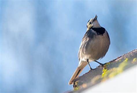 RSPB Garden bird count :: Behance