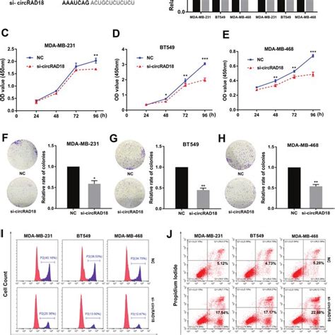 Circrad18 Promotes Proliferation And Inhibits Apoptosis Of Tnbc Cell