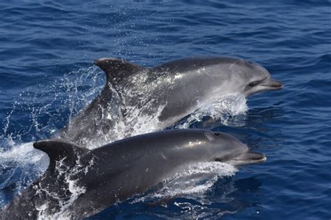 Protection des dauphins Océans Sans Frontières