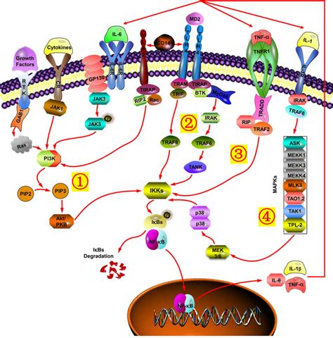 The Signal Transduction Pathways Targeting Nf κb Are Involved In