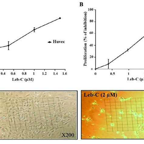 Inhibition Of Huvec Cell Adhesion And Growth By Leb C A Adhesion