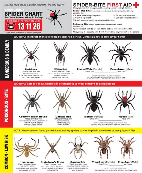 Nsw Spiders Identification Chart A Visual Reference Of Charts Chart Master