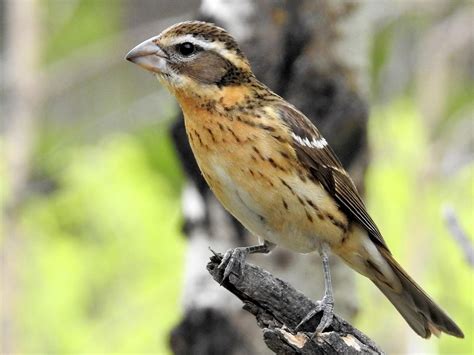 Black Headed Grosbeak Nestwatch