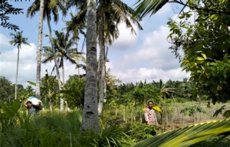 Pria Di Musi Rawas Tewas Usai Jatuh Dari Pohon Kelapa Setinggi Meter