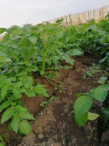 Окучник ручной Плуг-распашник Торнадика - купить с доставкой по ...