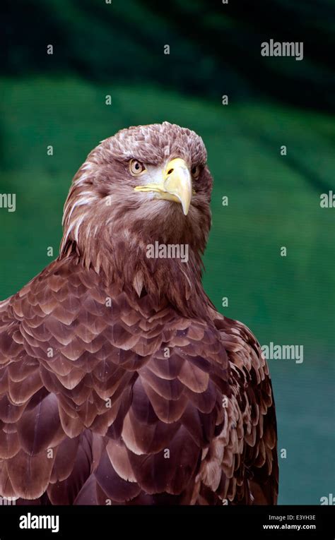 Golden Eagle Uk Portrait Hi Res Stock Photography And Images Alamy