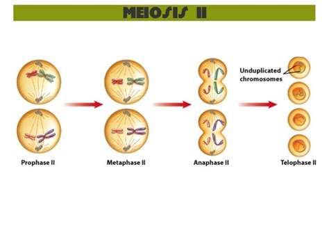 Sexual Reproduction And Meiosis