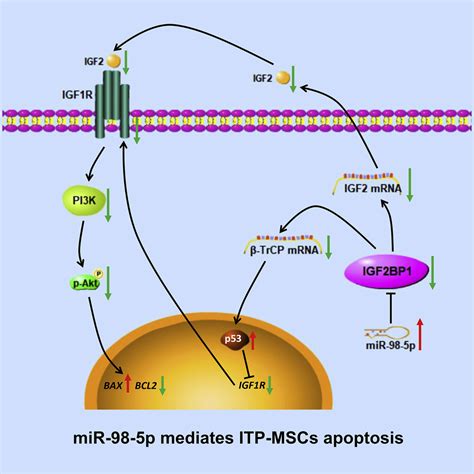 Mirna 98 5p Targeting Igf2bp1 Induces Mesenchymal Stem Cell Apoptosis