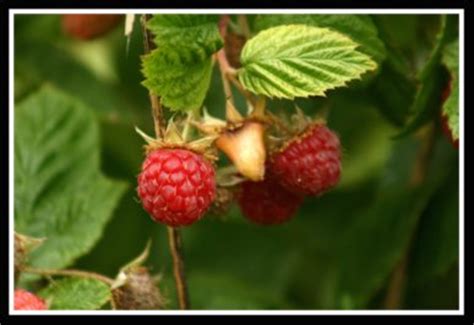 Raspberry Varieties - Types of Raspberries-Which are the Best to Grow?