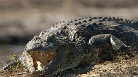 Crocodilo Do Nilo Caracter Sticas Nome Cient Fico E Fotos Mundo