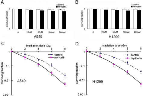 Myricetin Radiosensitizes Cancer Cells In Vitro A And B Myricetin