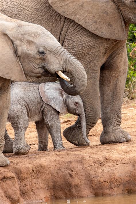 Baby African Elephant