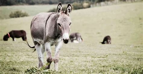 Donkey Habits - AnimalBehaviorCorner