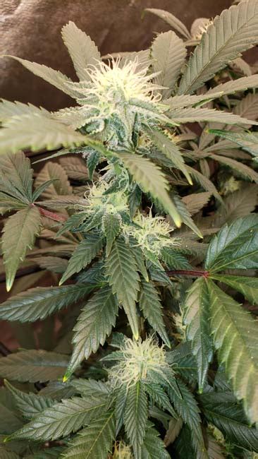 Mastering The Art Of Cannabis Breeding A Beginners Guide