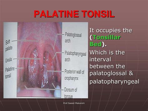 Ppt Pharynx Powerpoint Presentation Free Download Id3107380