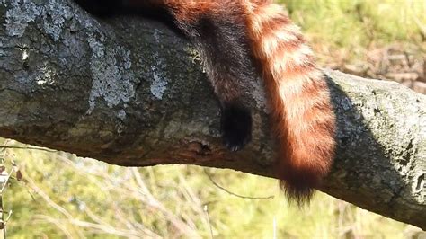 Adams Photography Red Panda Grooming Youtube