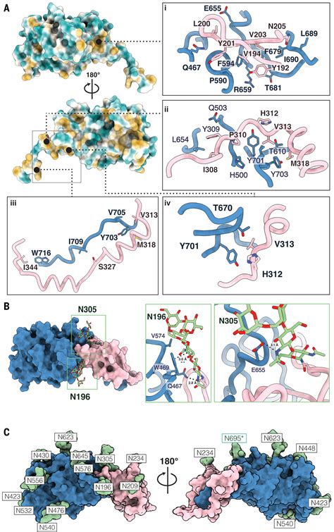 Structure Of The Hepatitis C Virus E E Glycoprotein Complex Science