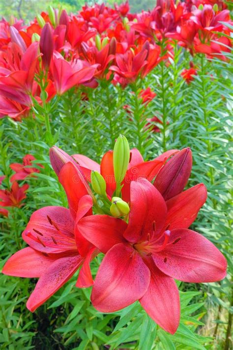 Lilium Brownii Var Viridulum Cut Flower Stock Image Image Of Asia