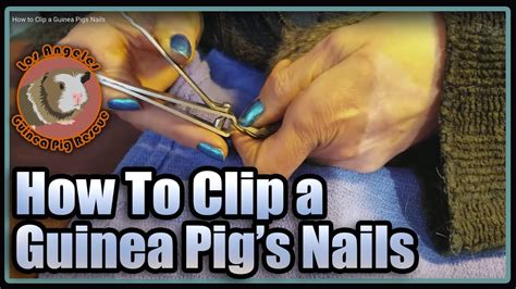 How To Clip A Guinea Pigs Nails YouTube