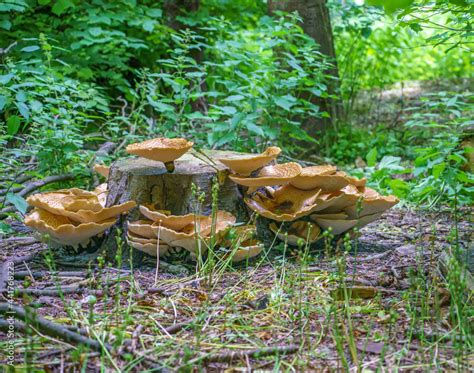 Very Large Up To Cm Cerioporus Squamosus Aka Polyporus Squamosus Is