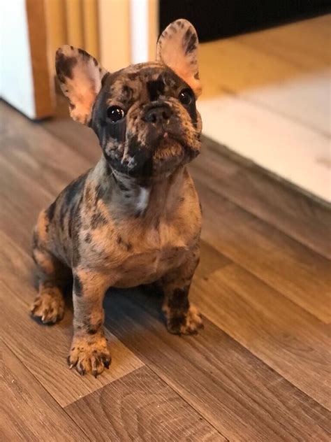 Merle French Bulldog Puppy In Wavertree Merseyside Gumtree