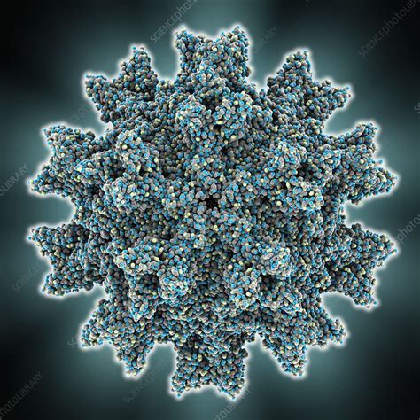 Infectious bursal disease virus capsid - Stock Image - C014/2856 ...