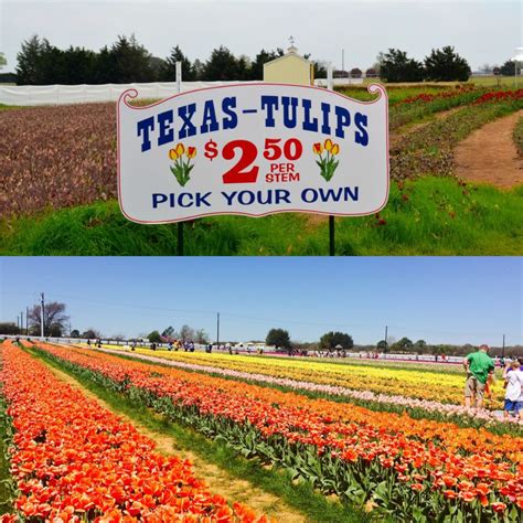 Pick your own tulips at Texas Tulips