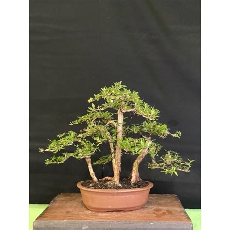 Jual Bonsai Serissa Foetida Serbin Gaya Grouping Konsep Hutan Shopee