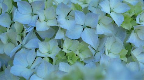 hydrangea flower-flowers photo wallpaper Preview | 10wallpaper.com