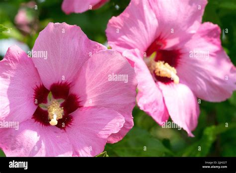 Althea Flower Hibiscus Aphroditehibiscus Syriacus Pink Roses Of