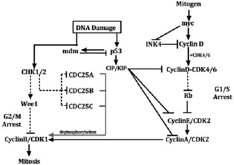 The Dna Damage Pathway And Its Crosstalk With The Cell Cycle Lines