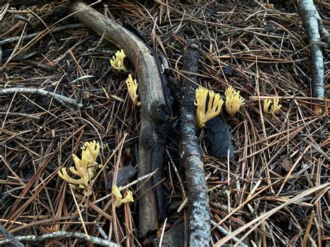 Mushroom Observer Observation Ramaria Fr Ex Bonord