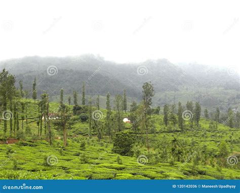 Tea Plantations At Wayanad With Mountains On Background Stock Photo