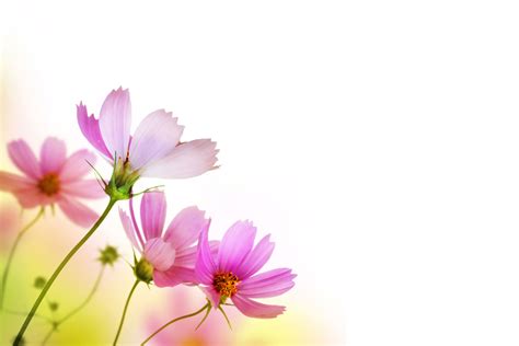 Pink Flowers On White – Print A Wallpaper