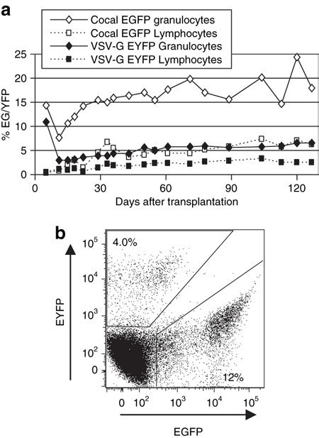 Transgene Expression From Cocal And Vesicular Stomatitis Virus Envelope Download Scientific