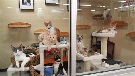 Petco Adoption Center, Fresno