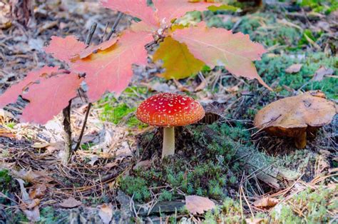 Seta Venenosa Con Un Casquillo Rojo Ag Rico De Mosca Imagen De Archivo