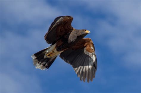 Harris S Hawk Wildlife Vagabond