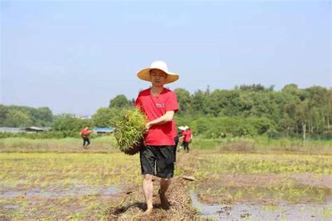 长沙县黄兴镇比抛秧赛收获 这场田间课堂接地气 腾讯新闻