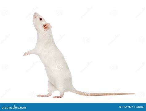 White Rat On Hind Legs 8 Months Old Isolated Stock Photo Image