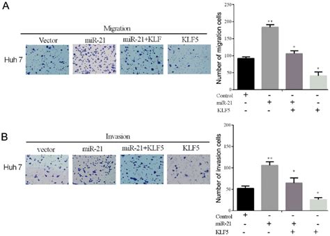 Overexpression Of Klf5 Alleviates The Mir 21 Driving Promoting Effect