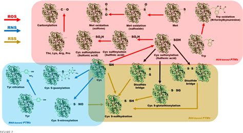 Figure 2 From Redox Post Translational Modifications And Their