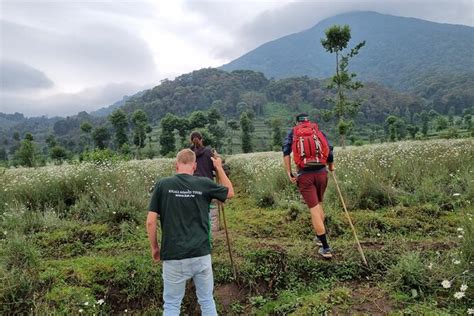 Escursione Di Un Intera Giornata Al Monte Bisoke Fornito Da Kigali