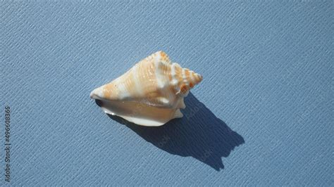 Seashell Of Sea Snail Florida Fighting Conch Strombus Alatus On A