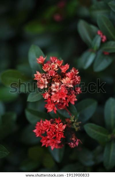 Ixora Red: Over 25.375 Royalty-Free Licensable Stock Photos | Shutterstock