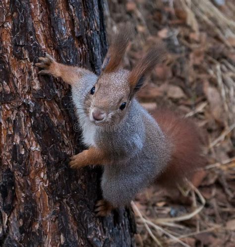 Squirrel Eats Nuts and Asks for More Food from a Person Stock Photo ...