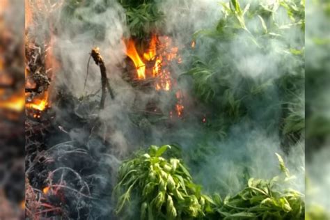 Cerca de 3 mil pés de maconha são incinerados em Chorrochó norte da