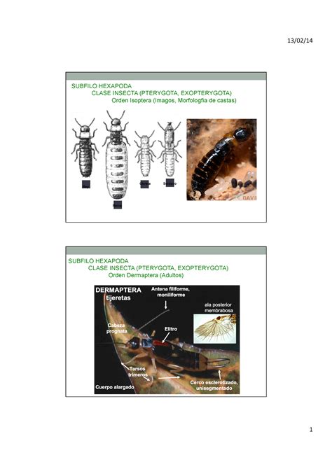 Pr Ctica Diversidad Artropodos Parte Subfilo Hexapoda Clase Insecta