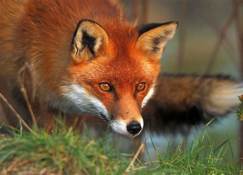 I Nostri Fratelli Animali Volpe Rossa